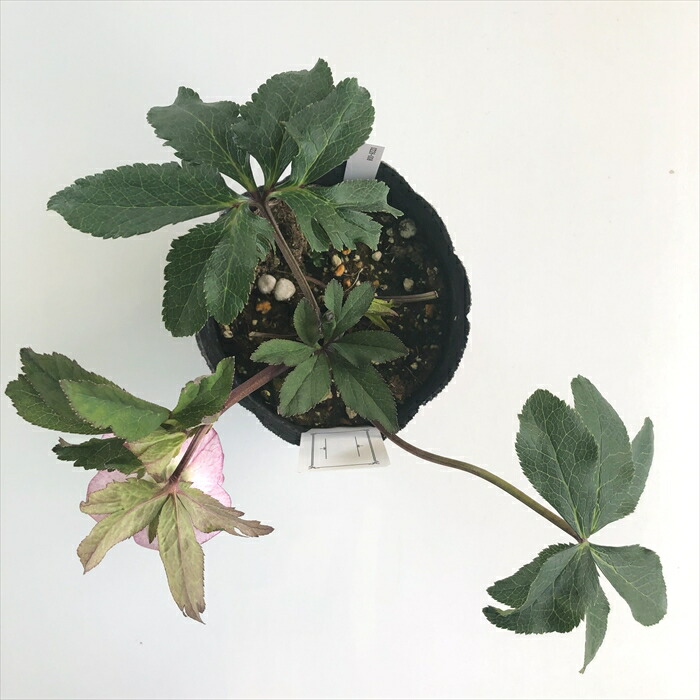 楽天市場】クリスマスローズ 大和園 フレックルキス交配 ピンク