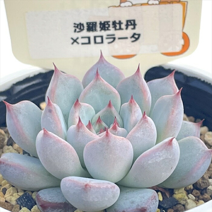 楽天市場】多肉植物 plkエケベリア 沙羅姫牡丹×コロラータ 多肉植物