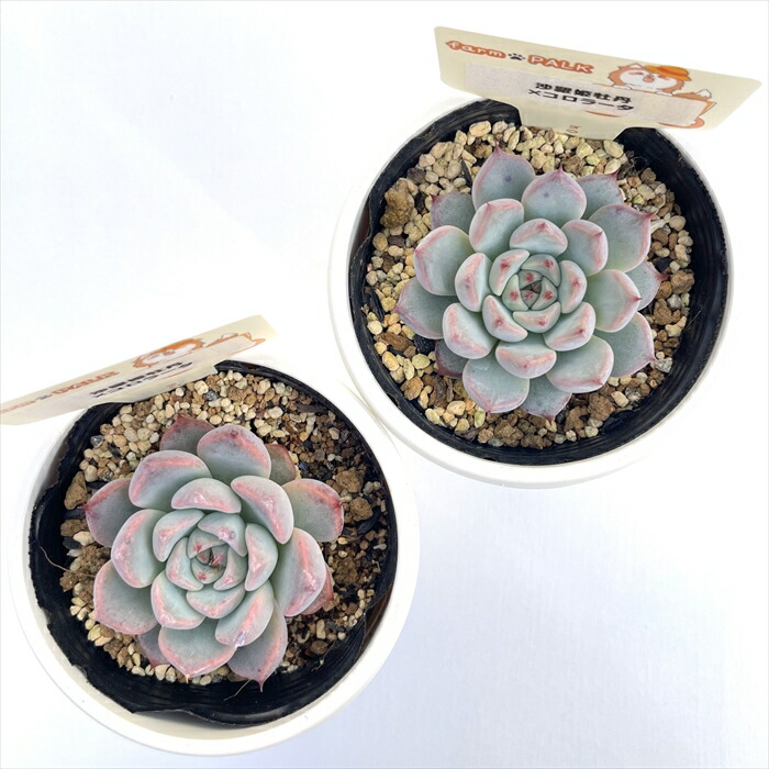 楽天市場】多肉植物 plkエケベリア 沙羅姫牡丹×コロラータ 多肉植物