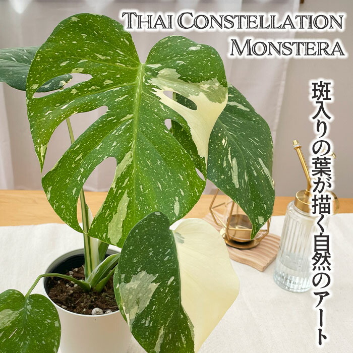 楽天市場】予約販売 観葉植物 モンステラ タイコンステレーション 白斑