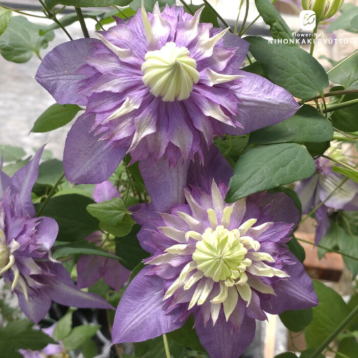 クレマチス ガーデニング 品種」の人気商品一覧 | 安い商品を通販