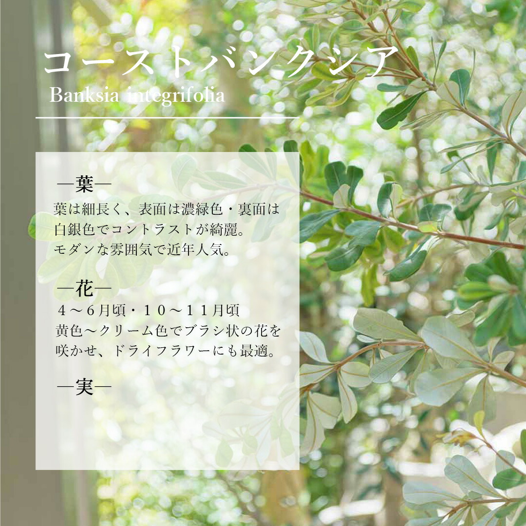 楽天市場】【現品】【バンクシア】コーストバンクシア オージー