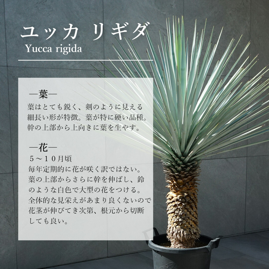 楽天市場】【現品】【マルデヌベス リギダver】ユッカ ハイブリッド