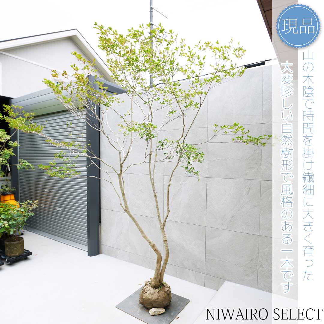 楽天市場】【現品】山採り【大型ドウダンツツジ】灯台躑躅 本株立ち