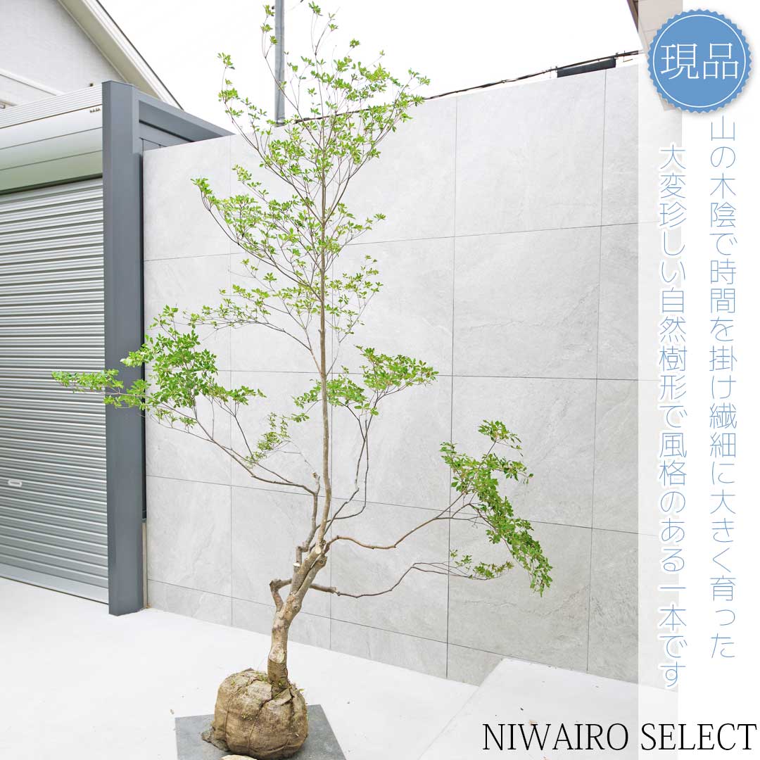 楽天市場】【現品】山採り【大型ドウダンツツジ】灯台躑躅 自然風樹形