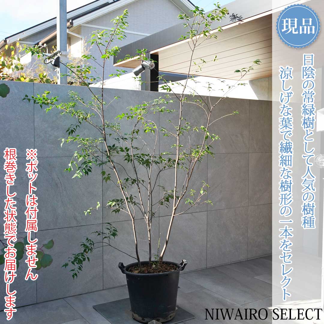 楽天市場】【現品】山採り【ハイノキ】株立ち 自然風樹形 樹高H≒200