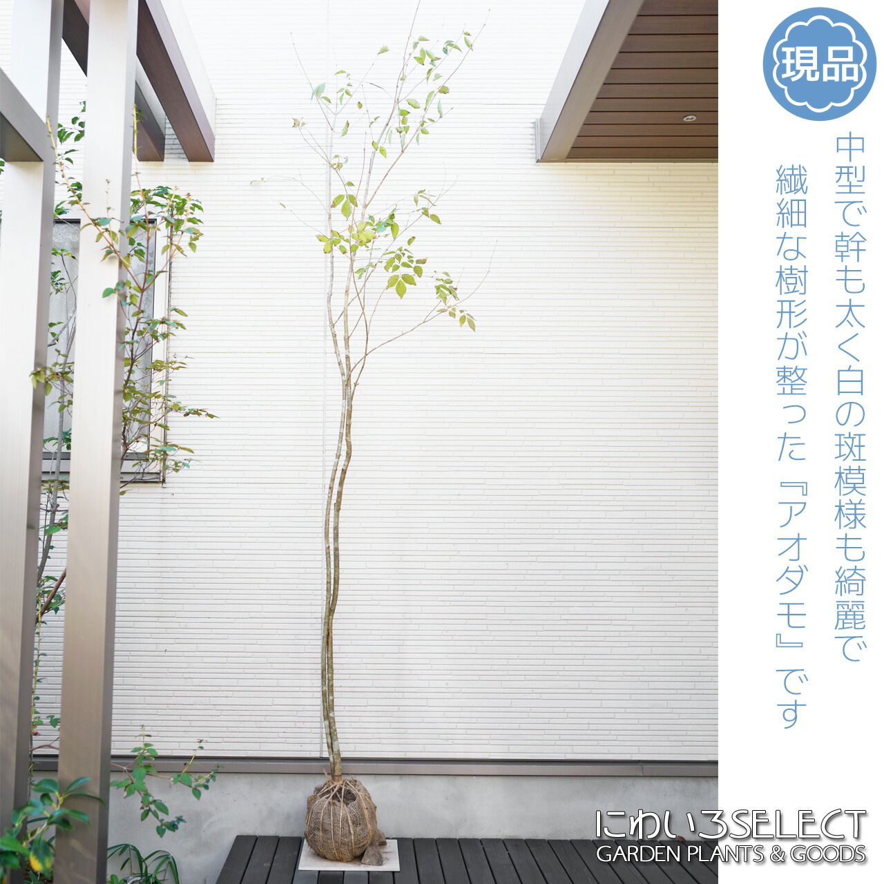 91 山採り　アオダモ　ミヤマガマズミ付き 楽天市場】【ミヤマアオダモ】 株立ち 自然樹形 樹高H≒175 × 枝張W