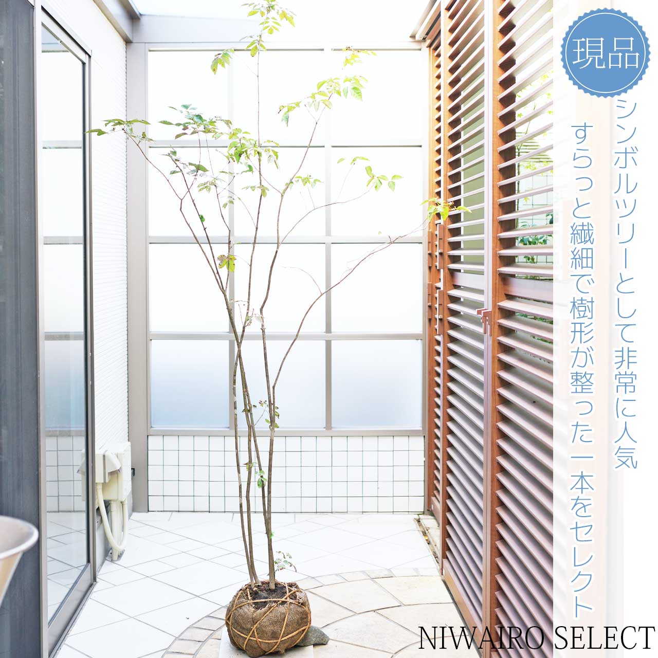 楽天市場】山採り【アオダモ】 株立ち 自然樹形 コバノトネリコ 樹高H