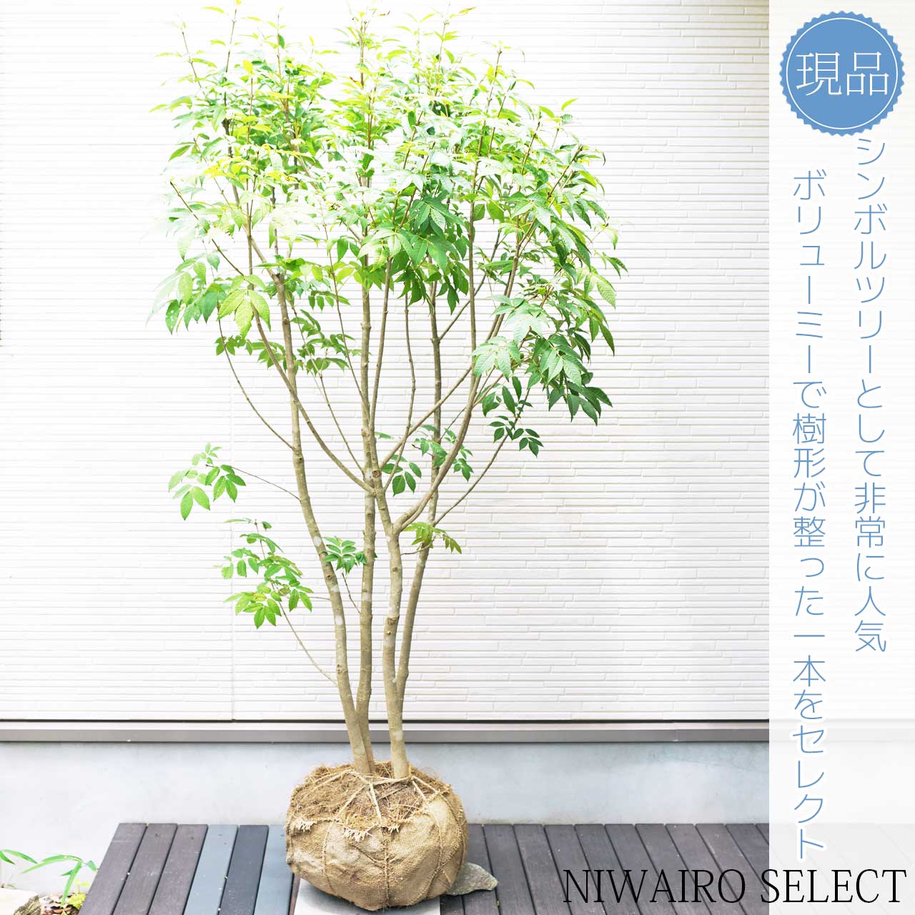 楽天市場】【ミヤマアオダモ】 株立ち 自然樹形 樹高H≒175 × 枝張W