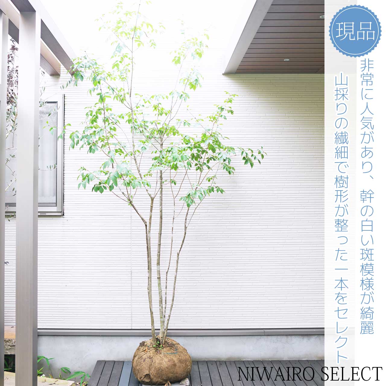 楽天市場】山採り【アオダモ】 株立ち 自然樹形 コバノトネリコ 樹高H