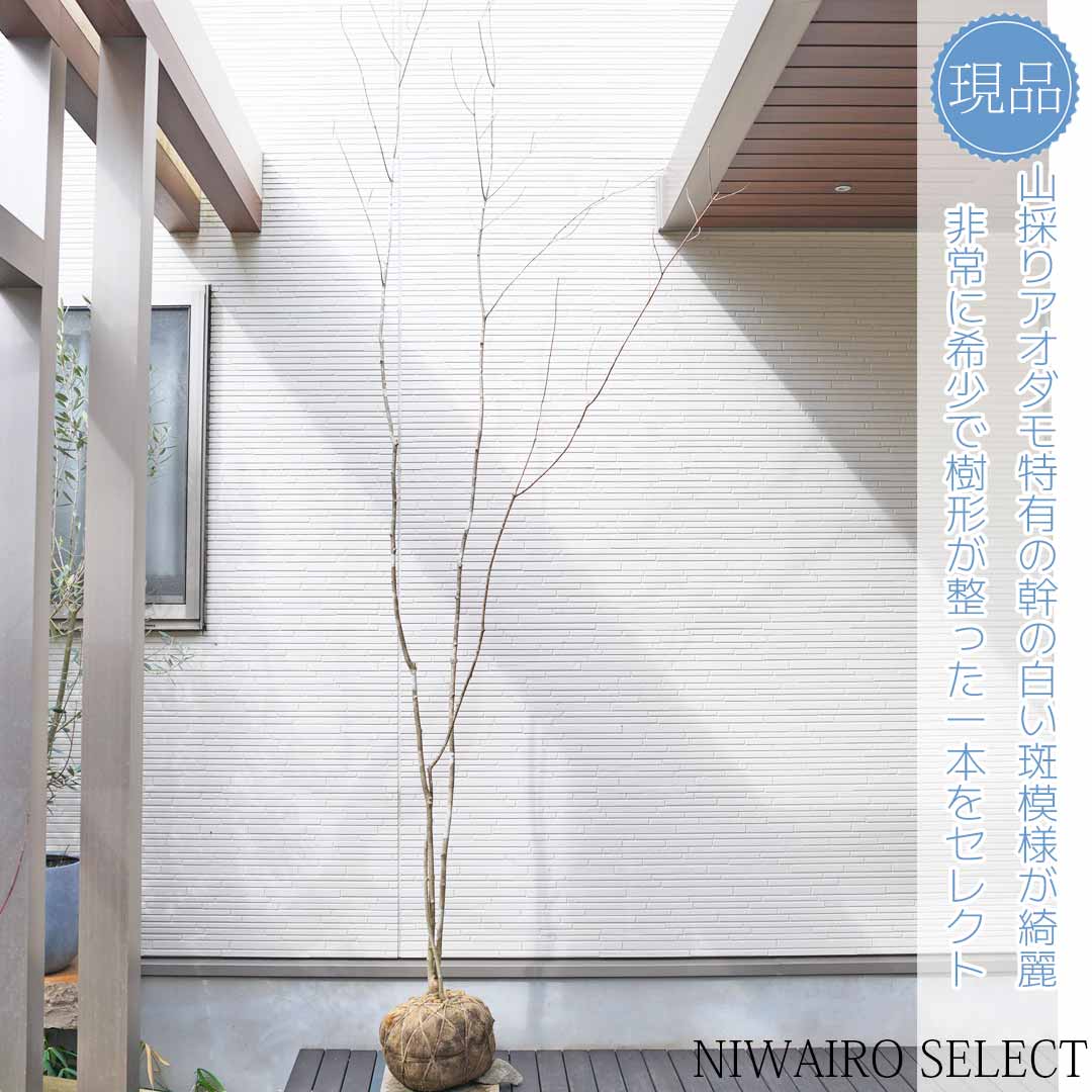 楽天市場】山採り【アオダモ】 株立ち 自然樹形 コバノトネリコ 樹高H