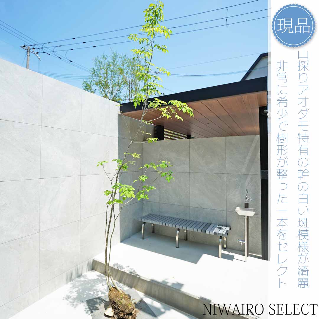 楽天市場】【現品】山採り【アオダモ】株立ち 自然風樹形