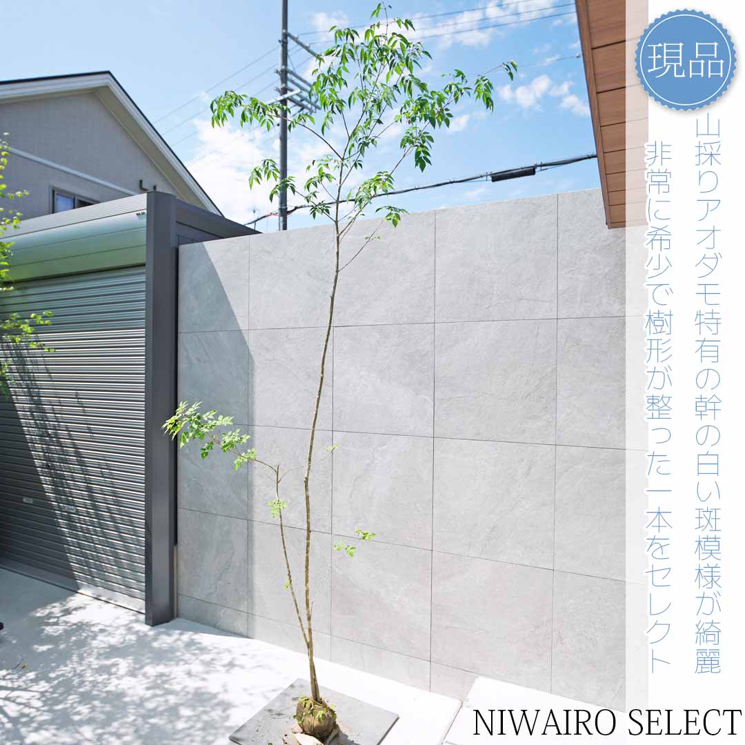 楽天市場】【現品】山採り【アオダモ】株立ち 自然風樹形