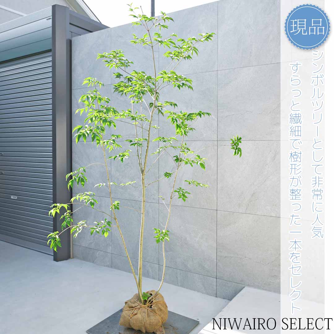 楽天市場】アオダモ 株 立ち 3mの通販