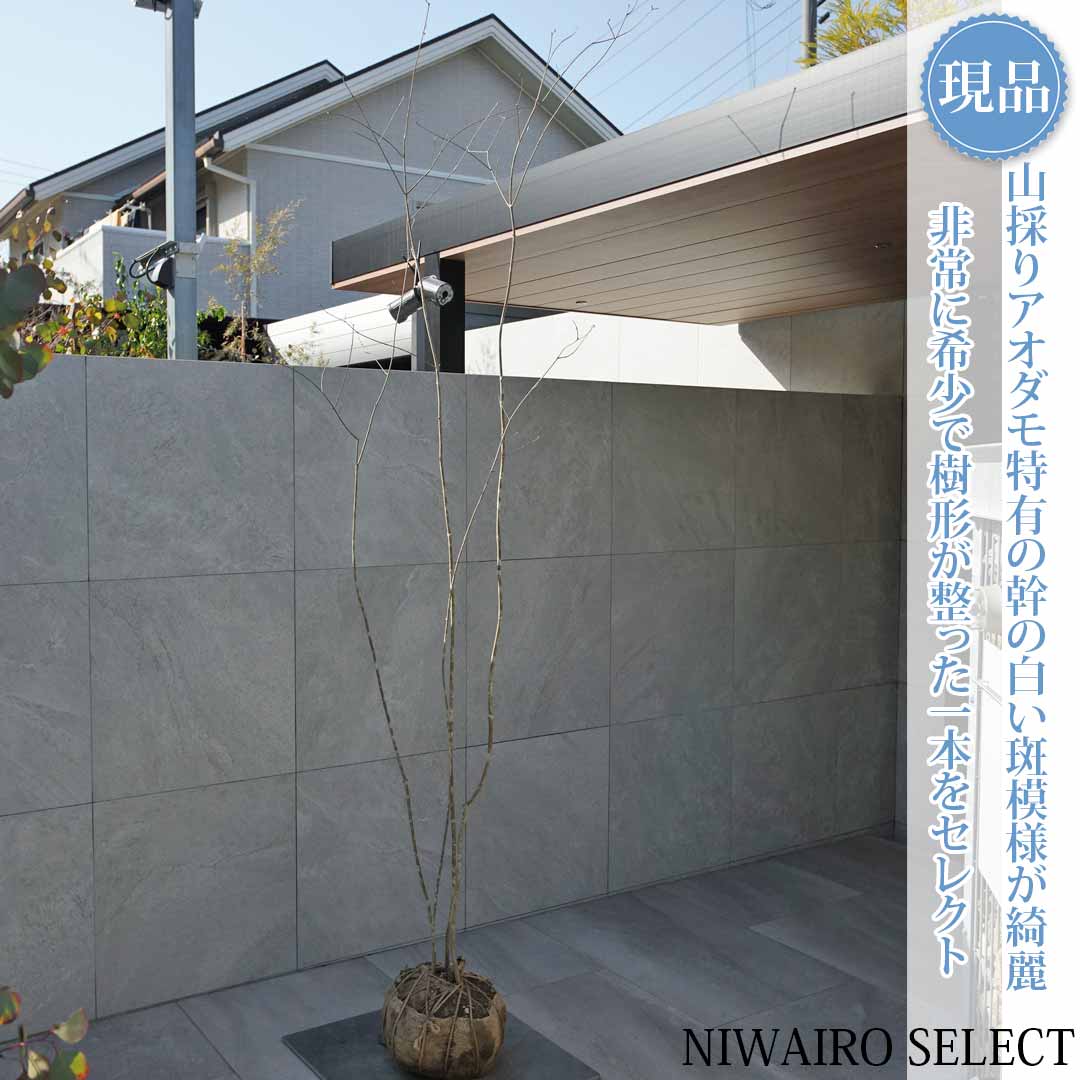 アオダモ 植木 株立」の人気商品一覧 | 安い商品を通販サイトから探す