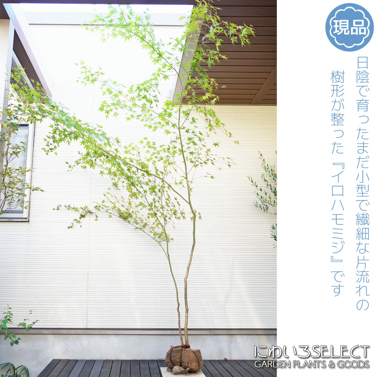 60 山採り　ヤマモミジ 楽天市場】【現品】山採り【ヤマモミジ】紅葉 本株立ち 自然風樹形