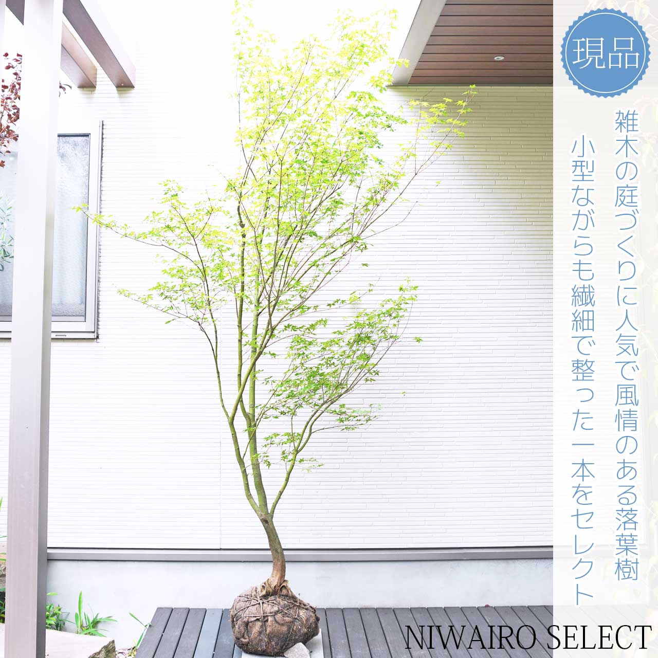 楽天市場】山採り【モミジ】イロハモミジ 自然樹形 樹高H≒250 × 枝張W