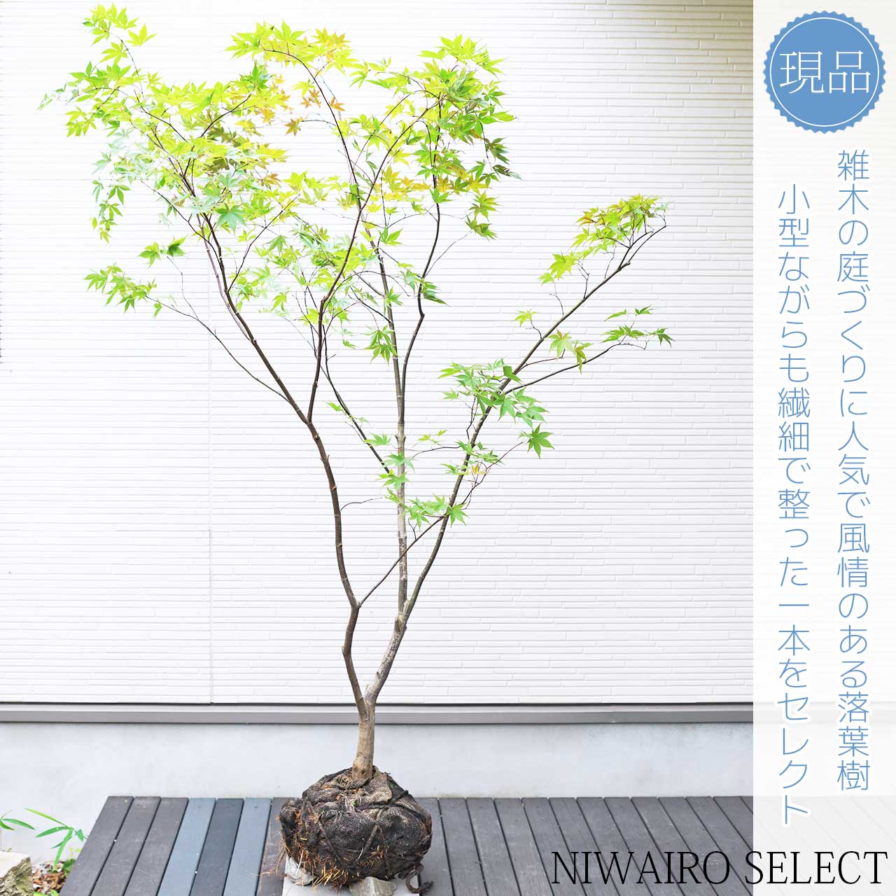 楽天市場】山採り【モミジ】ノムラモミジ 自然樹形 樹高H≒170 × 枝張W