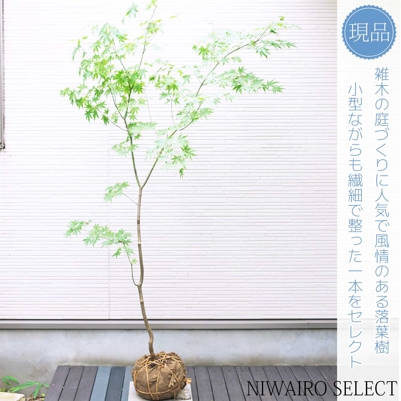 楽天市場】山採り【モミジ】ヤマモミジ 自然樹形 樹高H≒170 × 枝張W