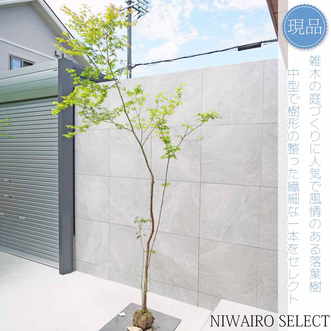 楽天市場】【現品】山採り【イロハモミジ】紅葉 株立ち 自然風樹形