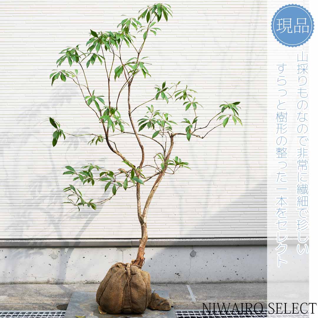 楽天市場】【現品】山採り【アセビ】白花 馬酔木 自然風樹形 樹高H