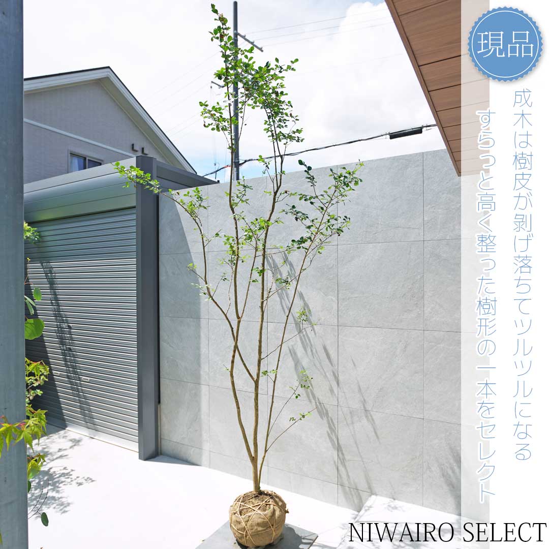 楽天市場】【現品】【サルスベリ】百日紅 株立ち 自然風樹形 樹高H