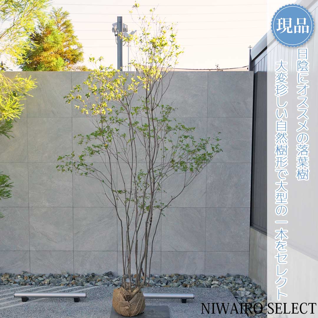 楽天市場】【現品】山採り【アブラツツジ】アブラドウダンツツジ 油