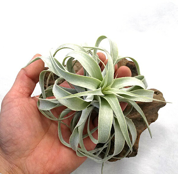 楽天市場】エアプランツ チランジア カクティコラ ロングフォーム