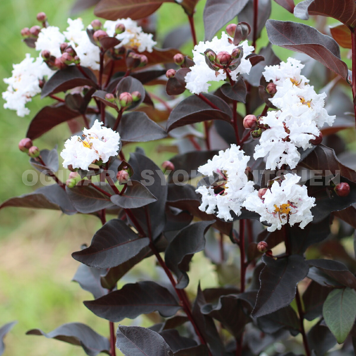 楽天市場】サルスベリ 'ブラックパール ホワイト'(R) : おぎはら植物園