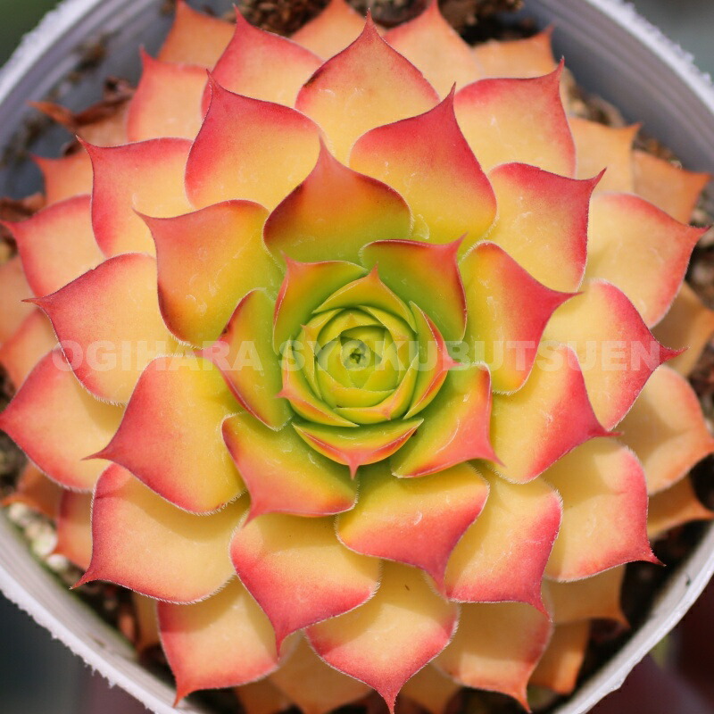 楽天市場】センペルビブム 'ゴールド ナゲット'(PVP) : おぎはら植物園