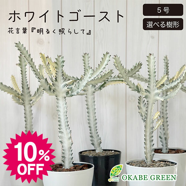 楽天市場】【スーパーセール10％OFF】 観葉植物 ユーフォルビア