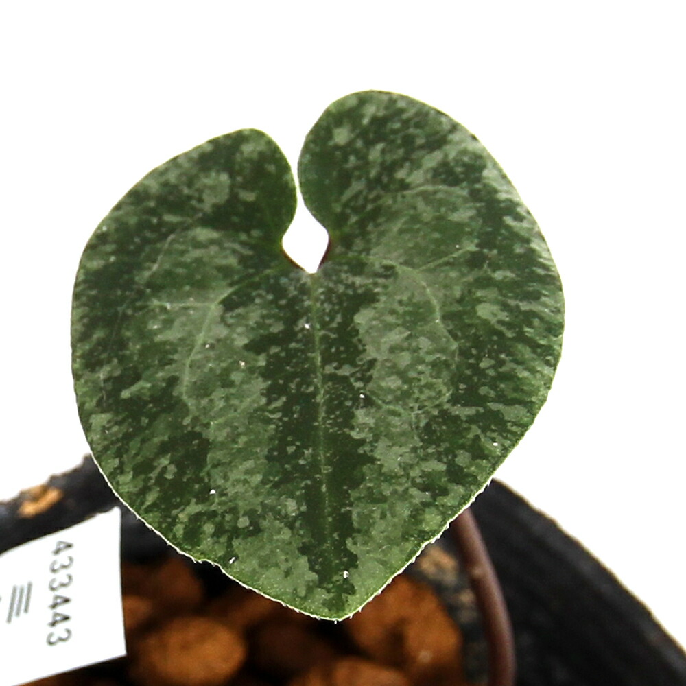 楽天市場】カンアオイの通販