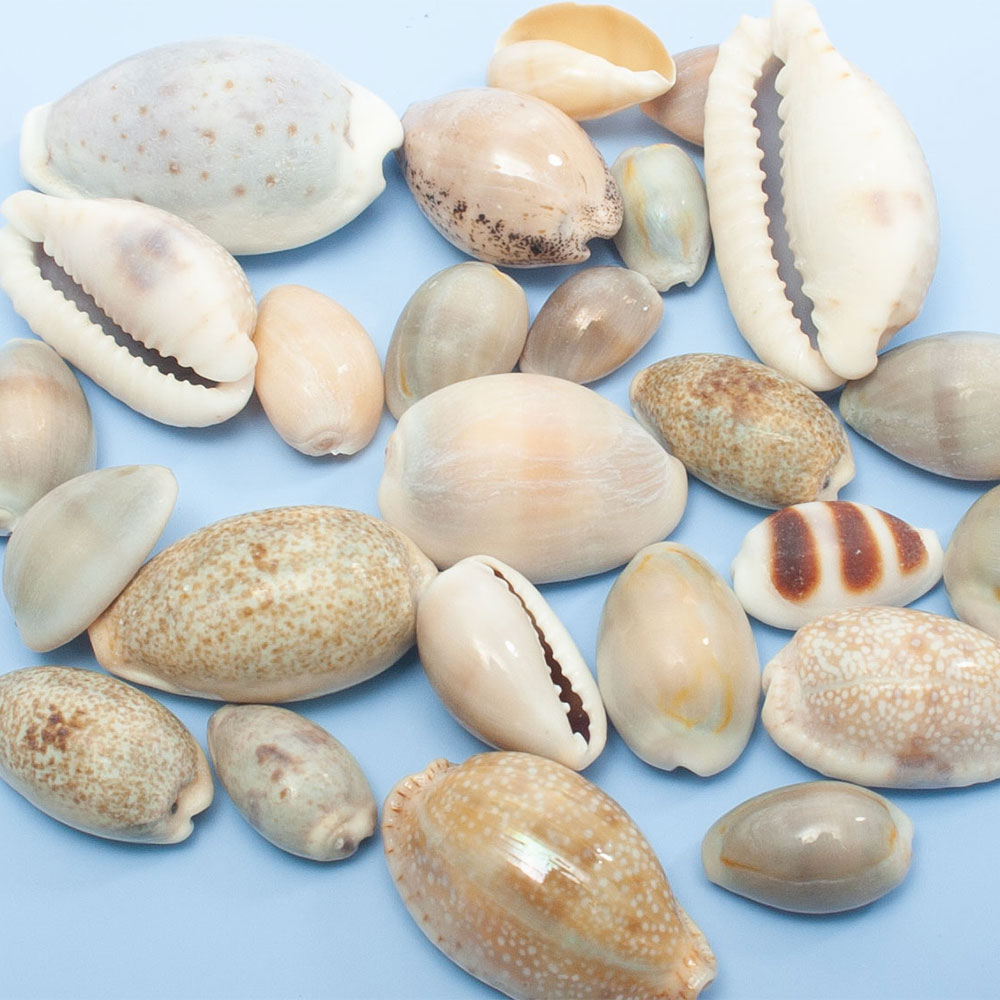 楽天市場】貝殻 シェルコレクション タカラガイミックス 5個入り 関東