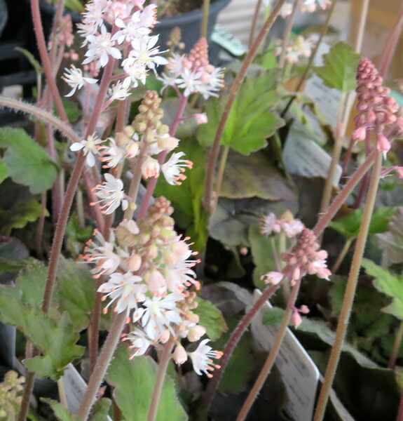 楽天市場】ティアレラ苗の通販