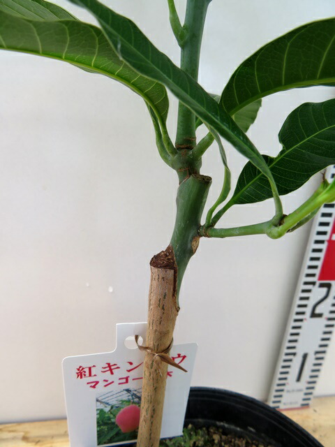 楽天市場】マンゴー 紅キンコウ 6号接ぎ木苗 : 千草園芸