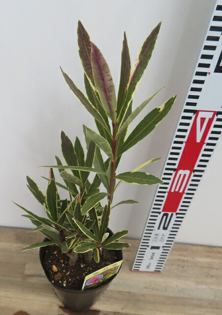 楽天市場】キョウチクトウ 斑入り葉ピンク八重 4.5号苗木(e12) : 千草園芸