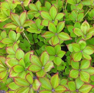 楽天市場】シロヤシオツツジ(白八汐) 苗木 W30cm×H30cm : 千草園芸