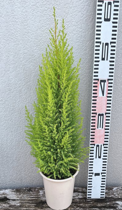 楽天市場】コニファー ゴールドクレスト ウィルマ 4号鉢植え苗 : 千草園芸