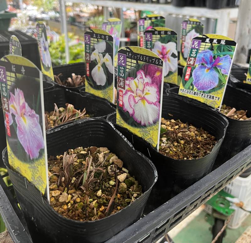 楽天市場】【12種類から選べる】ハナショウブ 4.5号苗() : 千草園芸