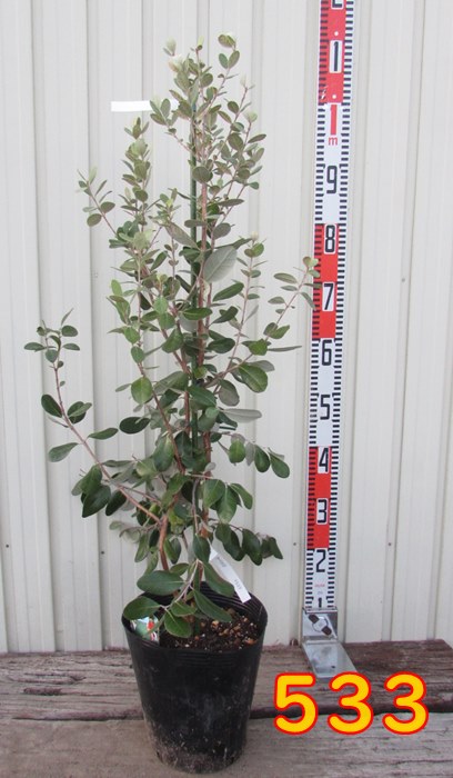 楽天市場】【選べる現品発送】フェイジョア クーリッジ 苗木 7号【F