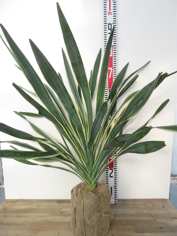 楽天市場】【再入荷/根巻き株】斑入ユッカ グロリオサ バリエガータ 中