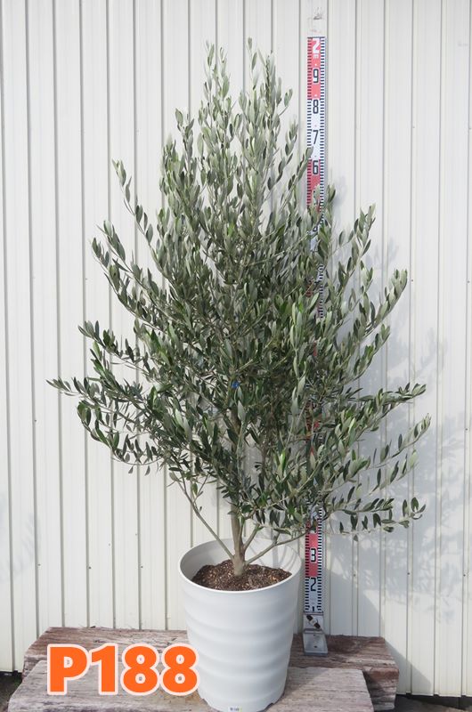 楽天市場】【選べる現品発送】オリーブの木 ミッション 苗木 12号