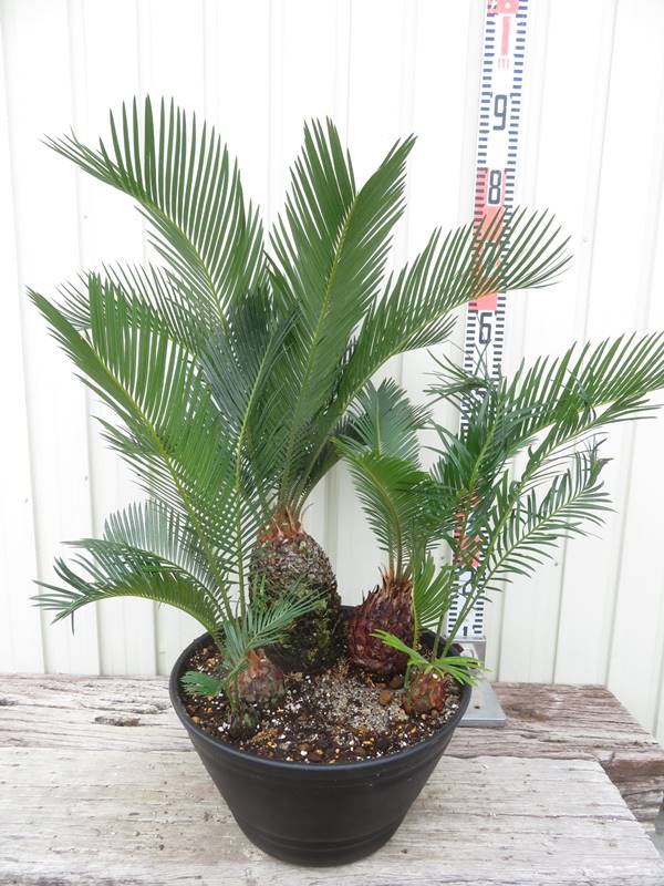 楽天市場】【現品】チャメロプス ボルケーノ 12号鉢植え【産直