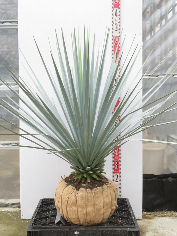 楽天市場】【現品発送】ユッカ リギダ 大株 根巻き : 千草園芸