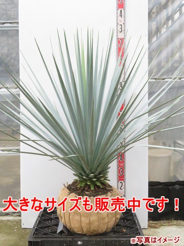 楽天市場】ユッカ リギダ 苗木 5号鉢【h14sotoni】 : 千草園芸