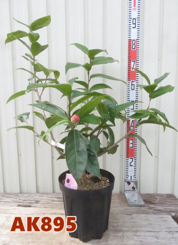 楽天市場】【選べる現品】ベトナムツバキ ハイドゥン 赤花 苗木 7号