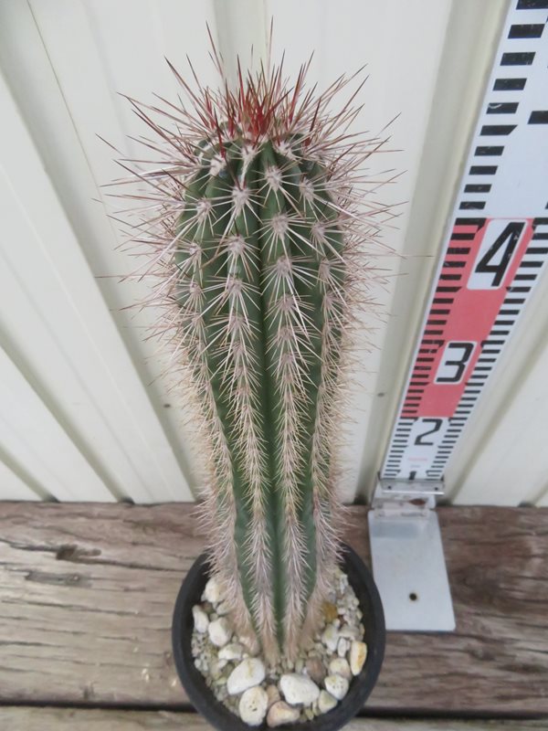 楽天市場】【現品発送】サボテン 武倫柱(ブリンチュウ) 幹太 5号鉢植え