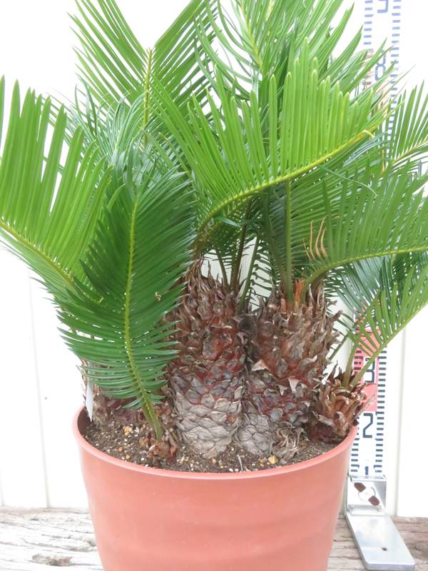 楽天市場】【現品発送】ソテツ（蘇鉄) 大株 10号フレグラー鉢植え 苗木