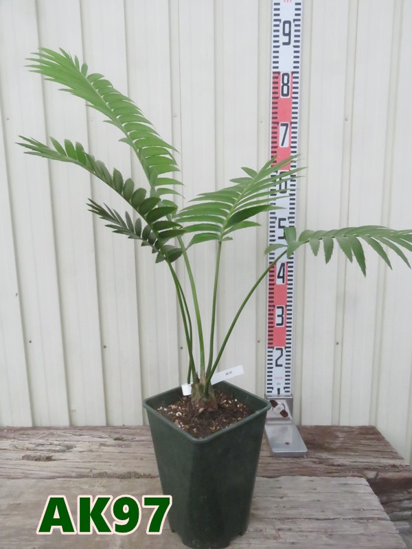 楽天市場】【選べる現品発送】ソテツ ディオーンスピヌロスム 5号