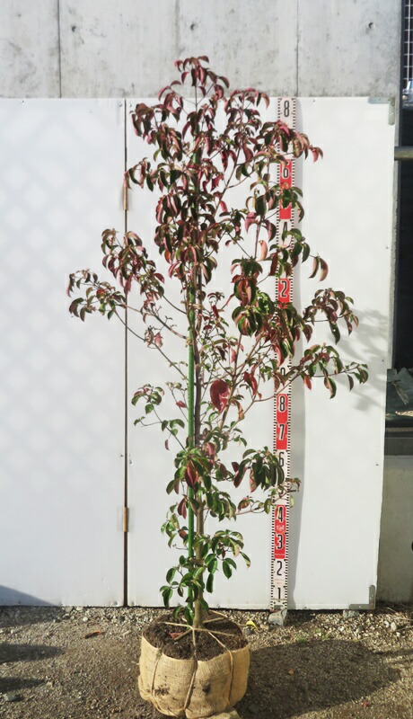 楽天市場】【現品/花芽付き】常緑山法師(常緑ヤマボウシ) レッドムーン